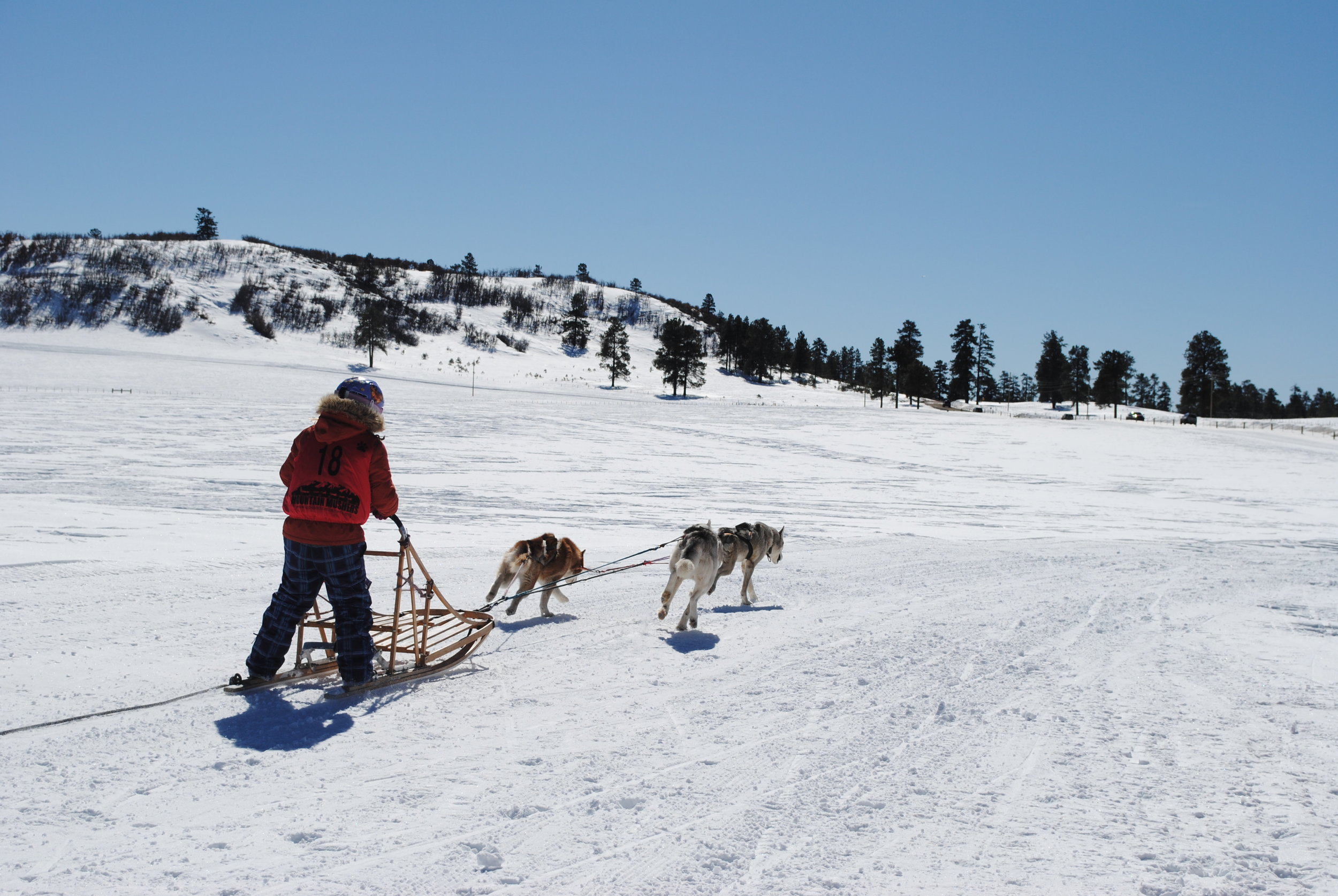durango dog ranch photo