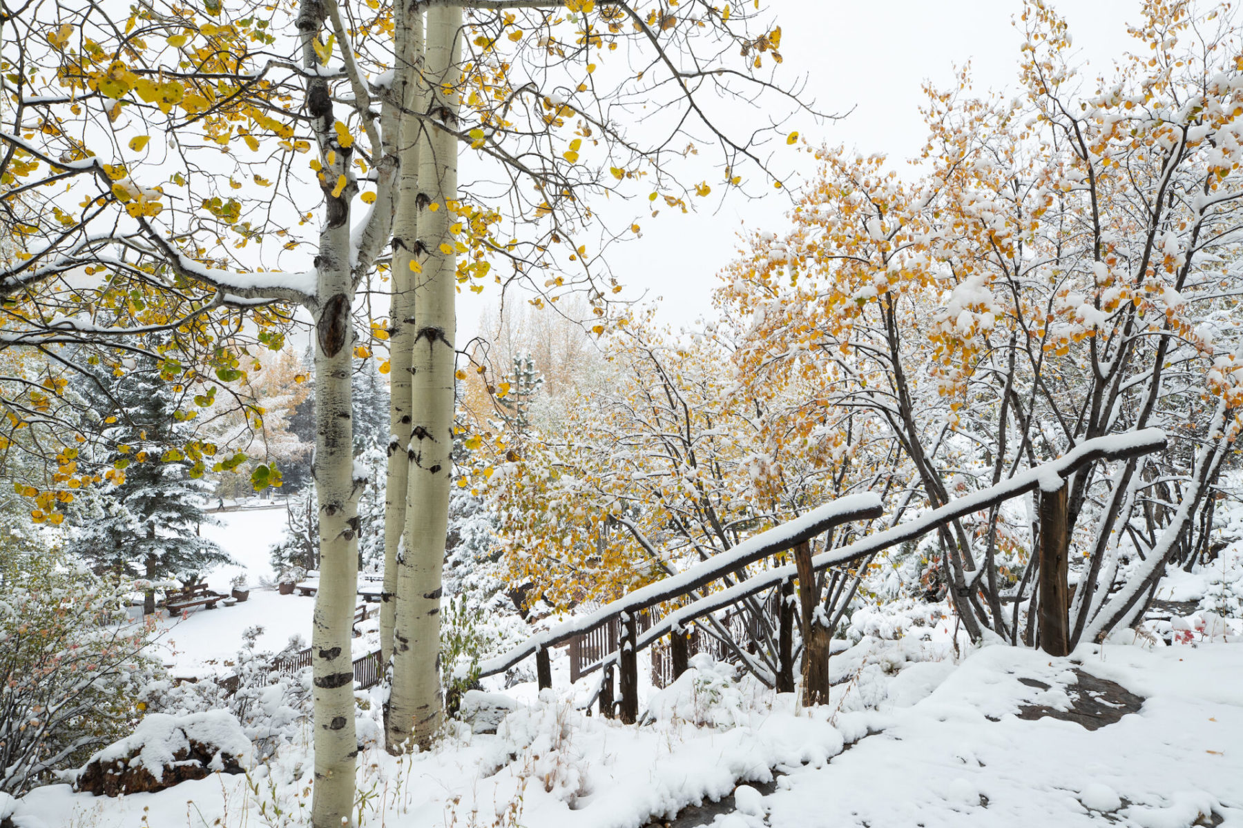 betty ford alpine gardens in winter photo 8
