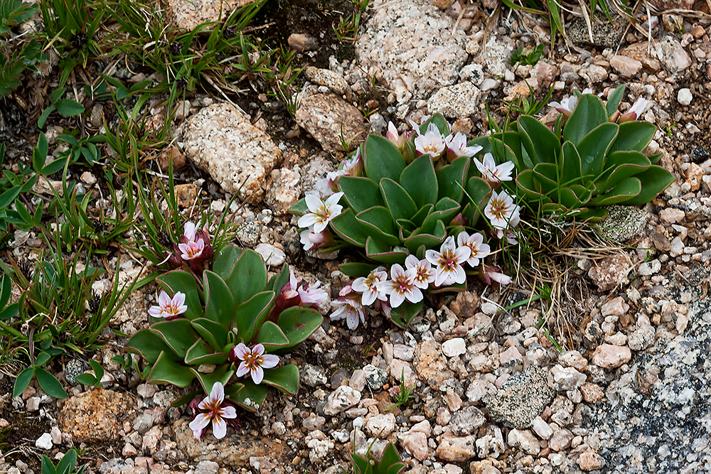 flowers in the rock crevices at betty ford alpine gardens photo 5