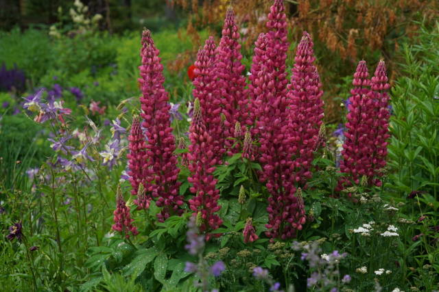 tall red flowers at betty ford alpine gardens photo 14