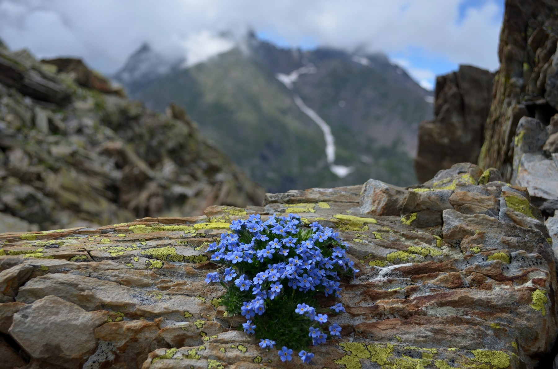 forget-me-not flowers for betty ford alpine gardens; photo credit: fabio mologni photo 6