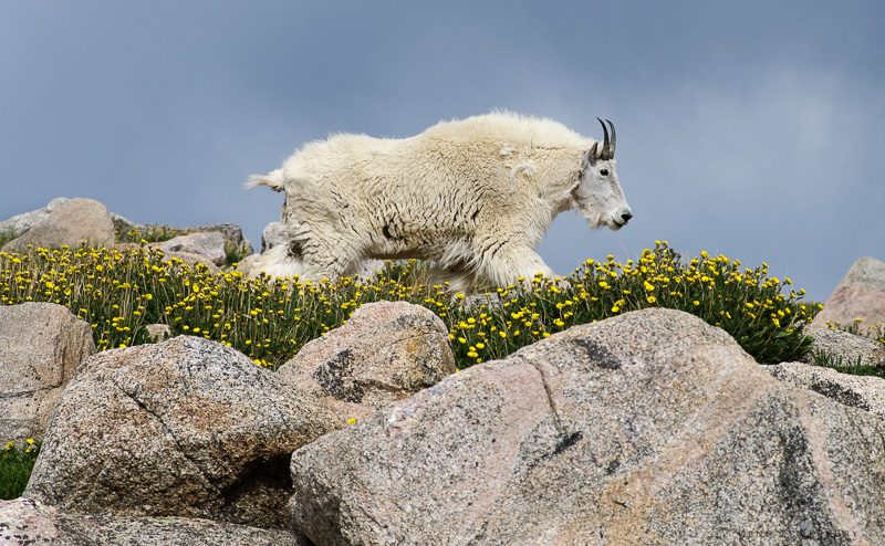 mountain goat on mt evans photo
