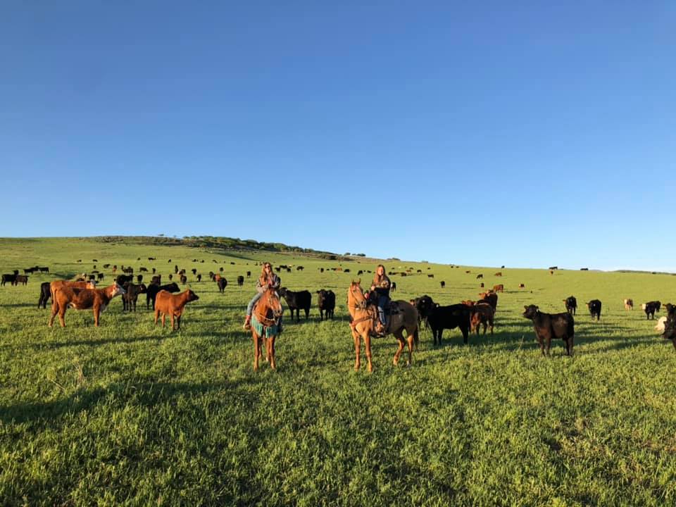 cattle drives photo
