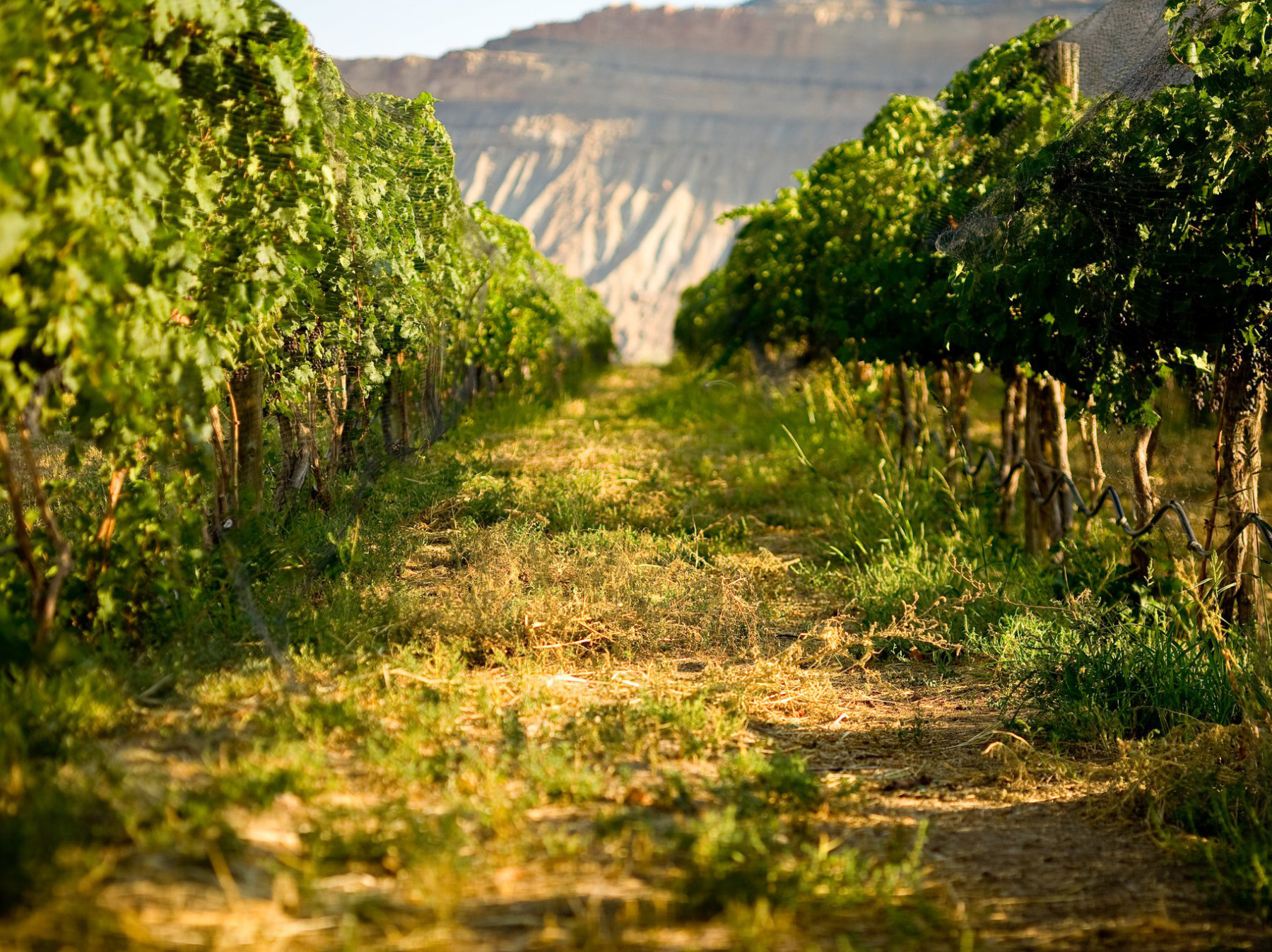 grande river vineyards photo