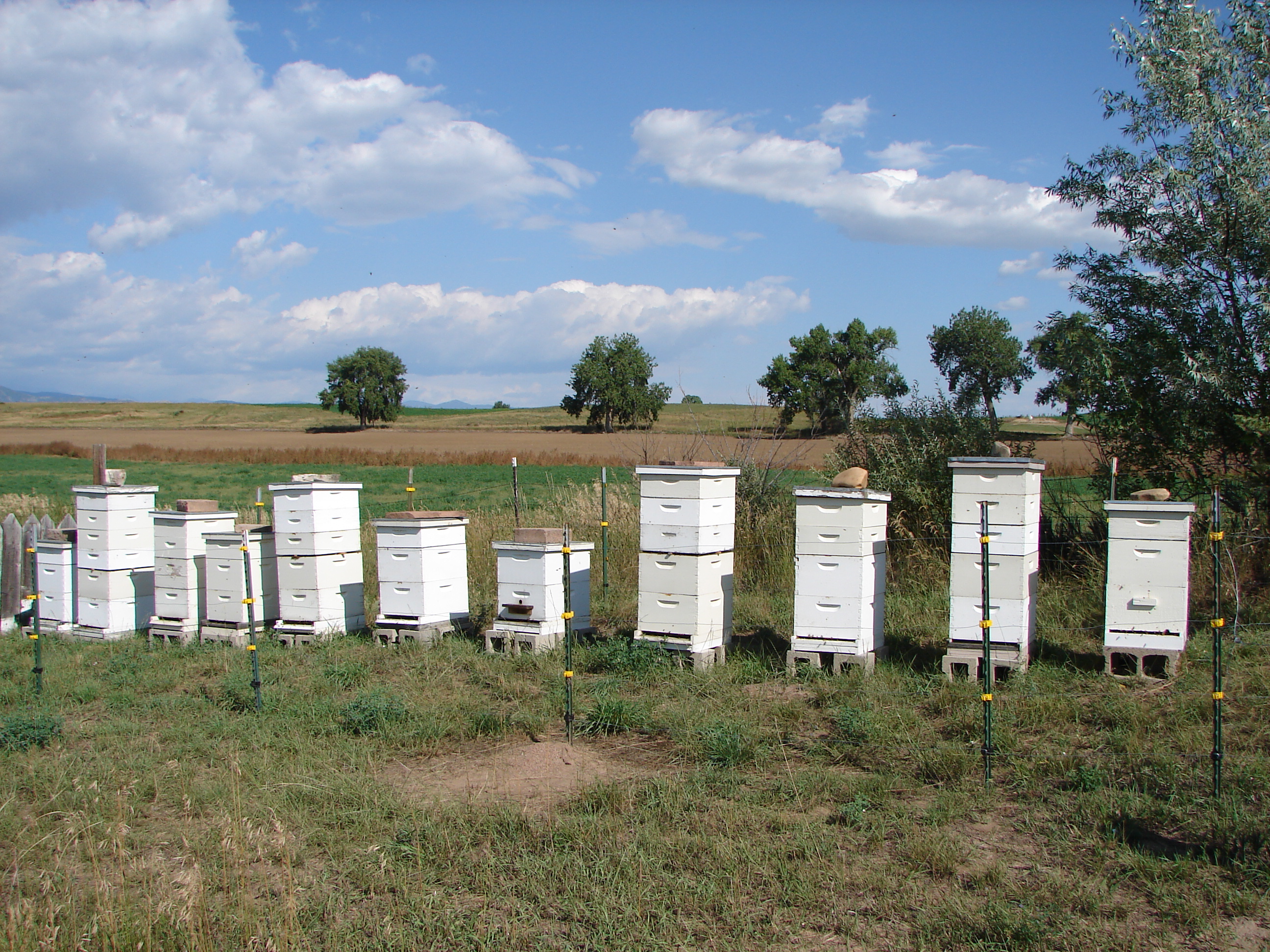 production hives photo
