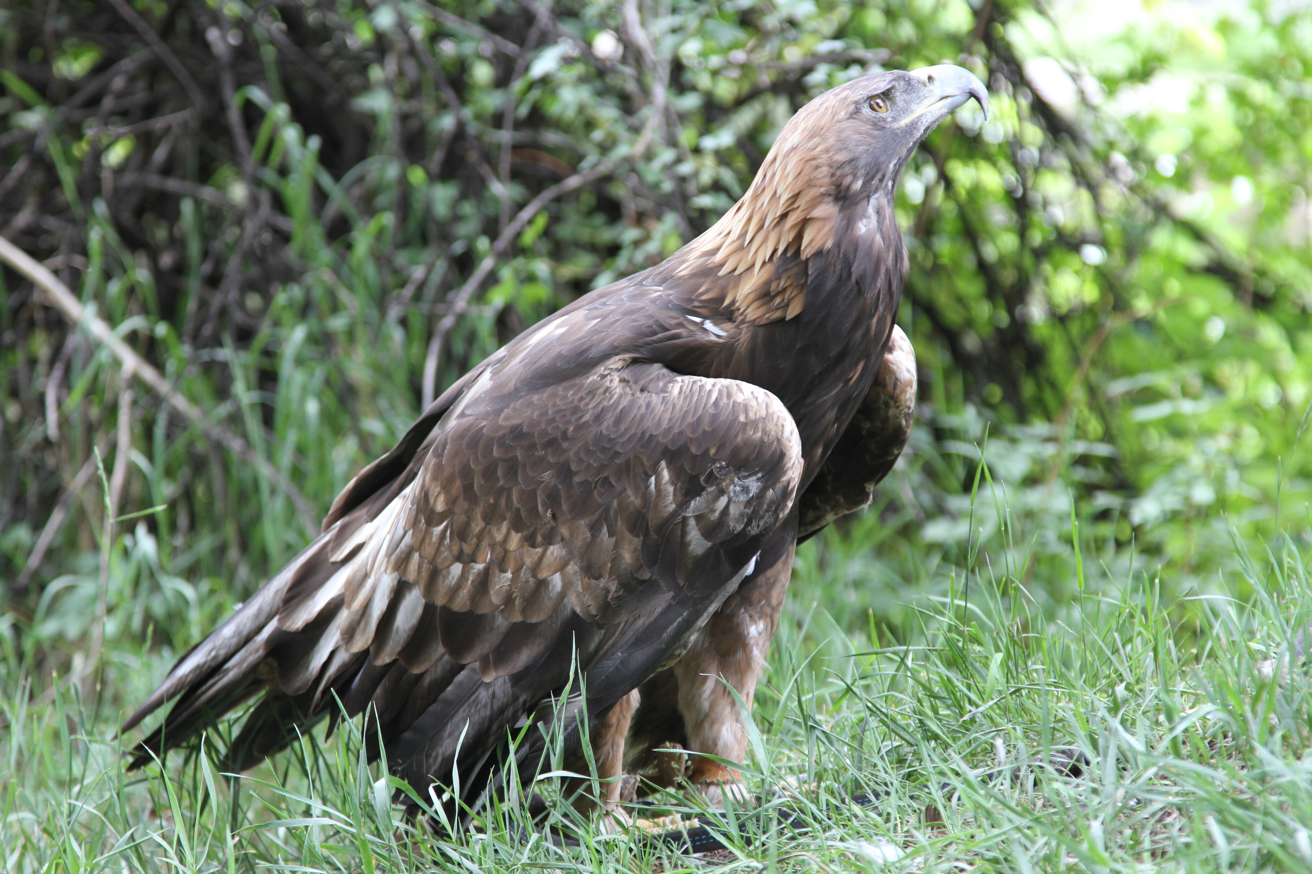 the resident golden eagle at aces at hallam lake. photo