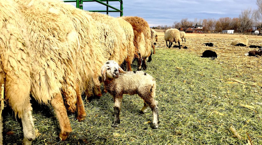 black cat farm photo