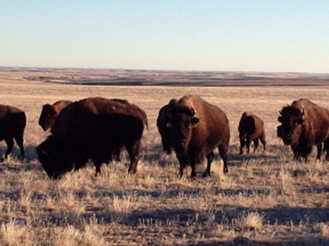 prairie ridge buffalo ranch photo