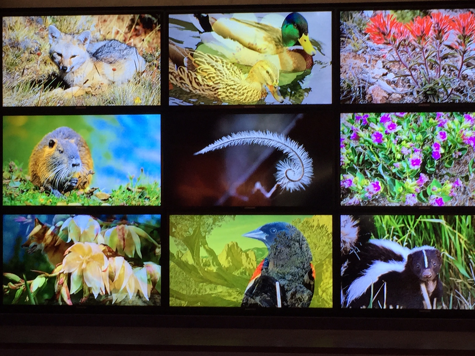 ecology matrix exhibit - one of many interactive exhibits at the visitor & nature center photo 7