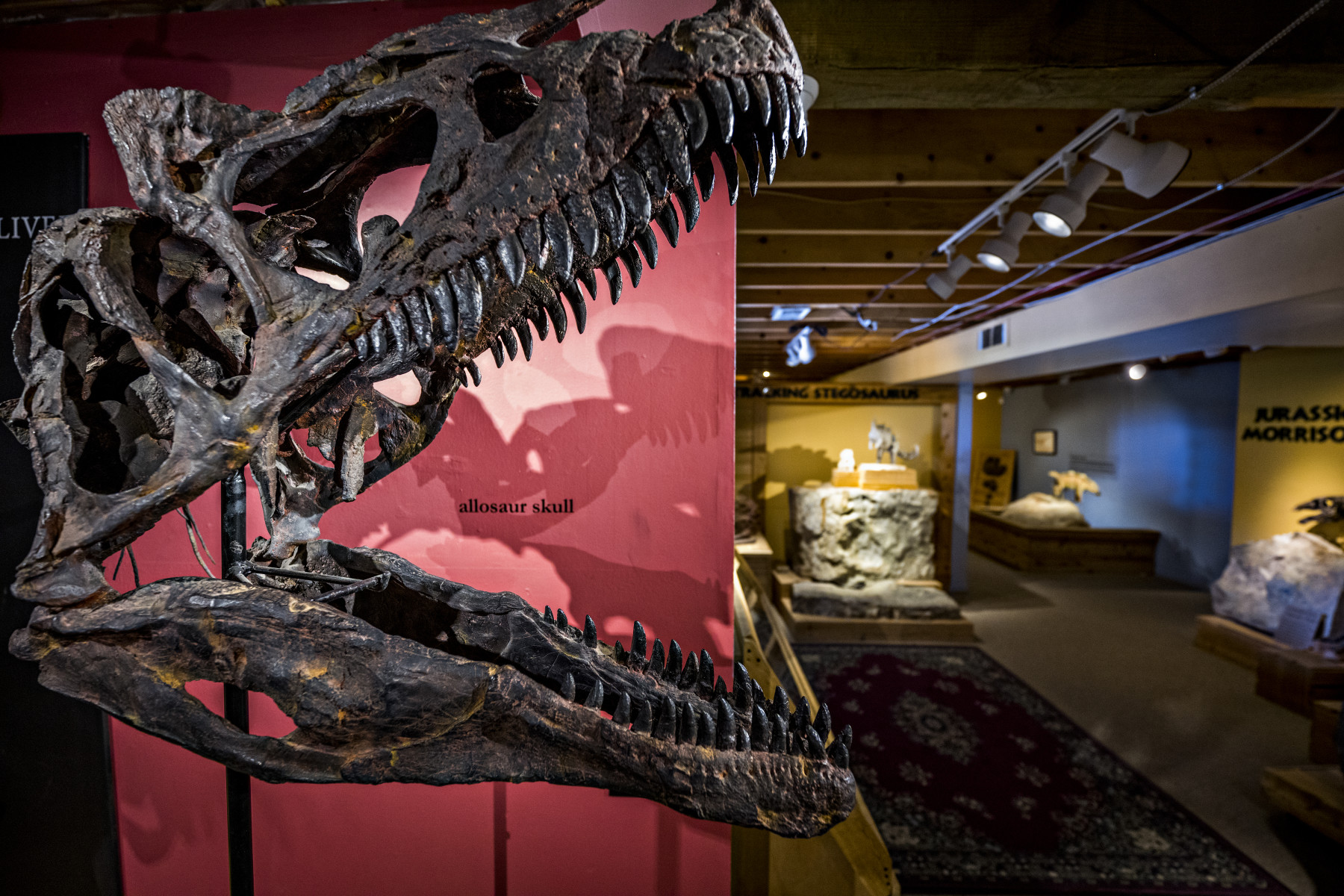 allosaurus skull at morrison museum. photo 7