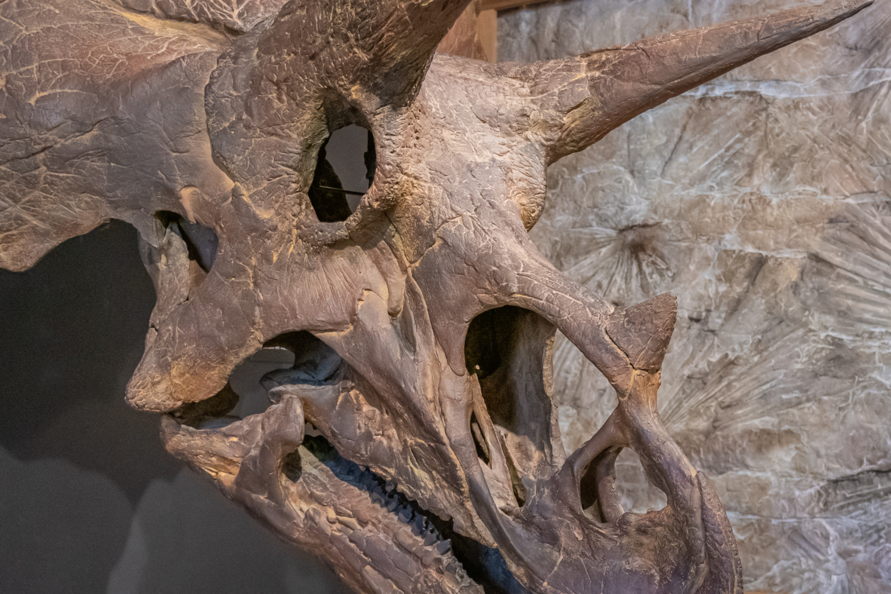 triceratops skull on display at morrison museum. photo 5