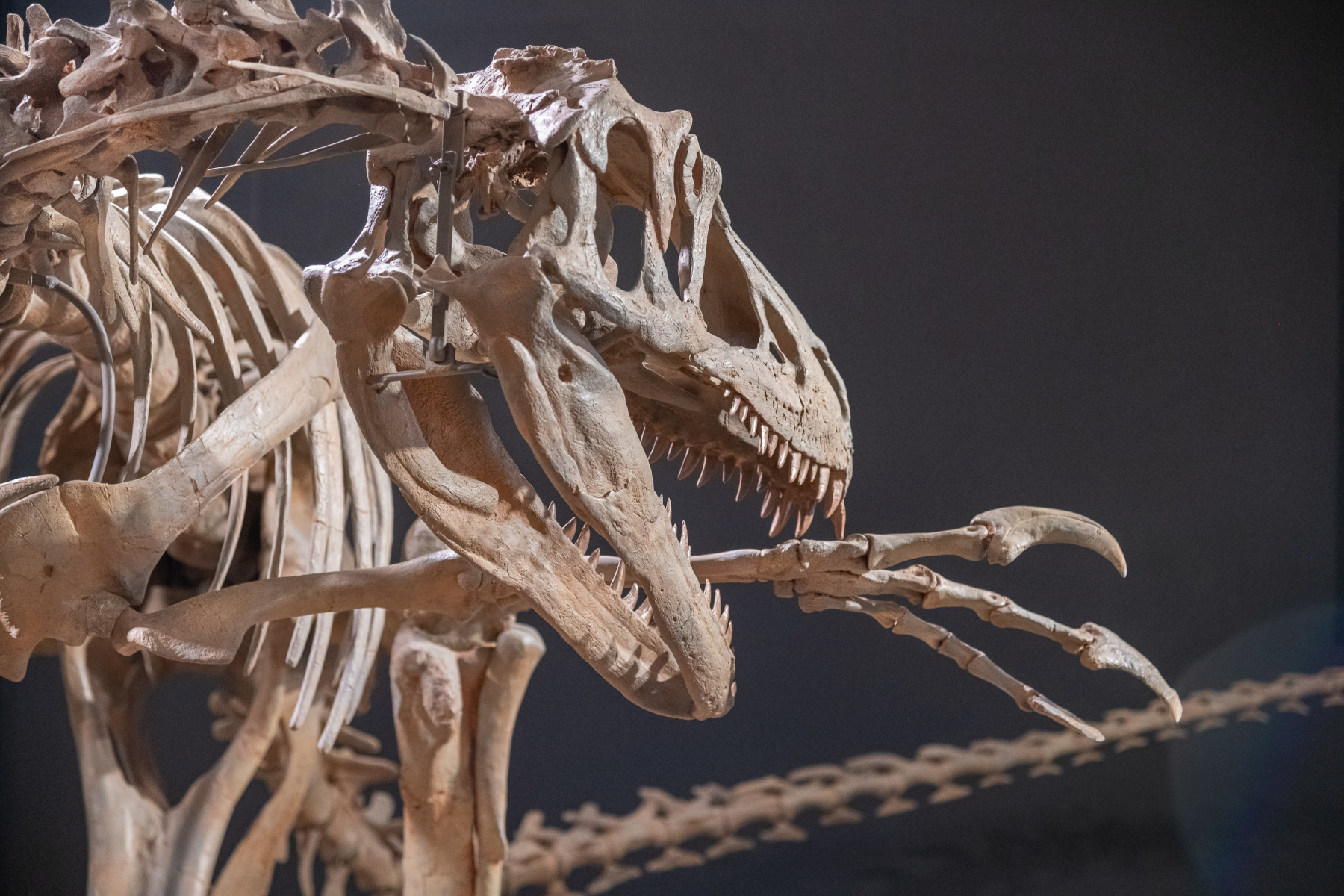 preening utahraptor at morrison museum photo