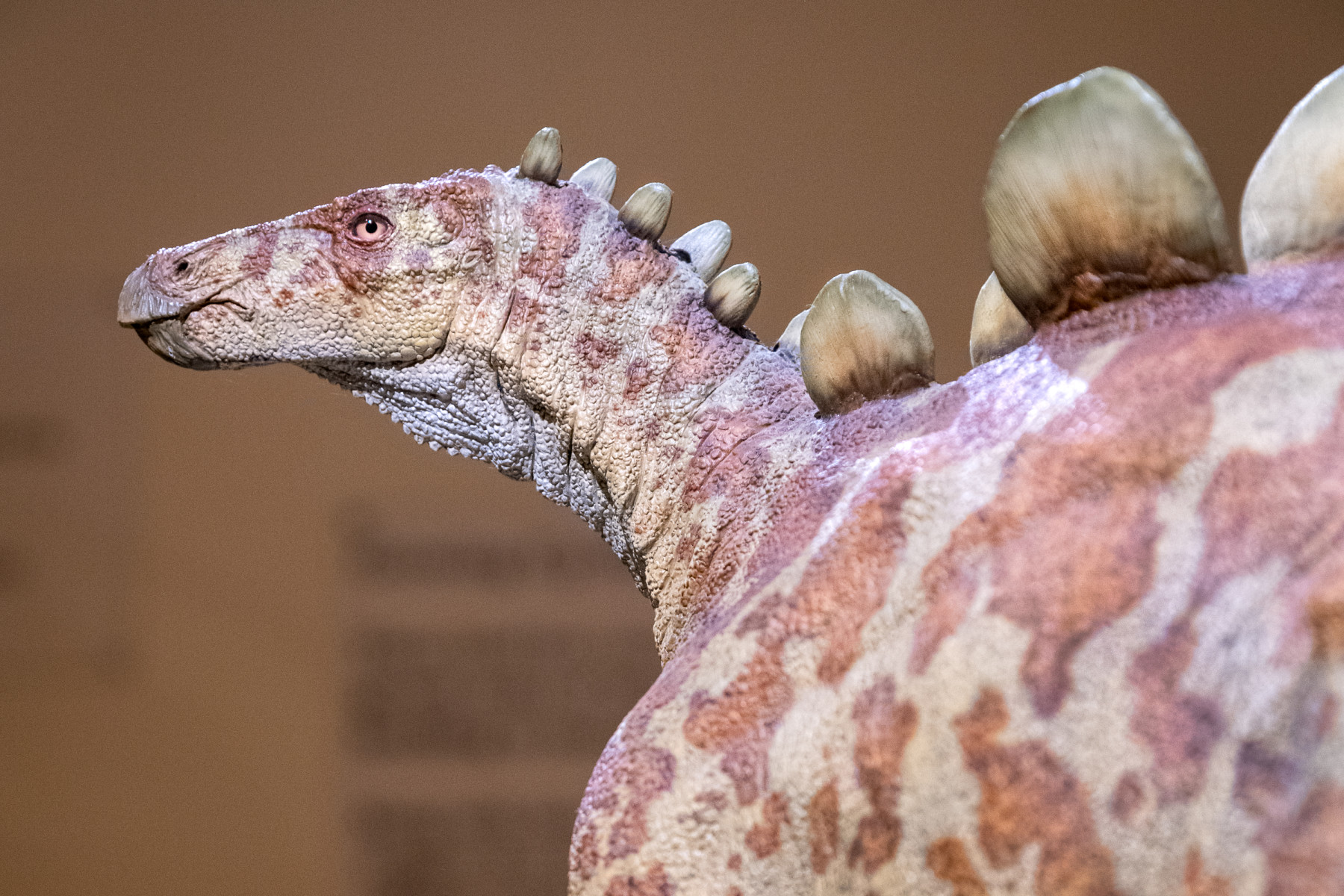 stegosaurus sculpture at morrison museum photo 3