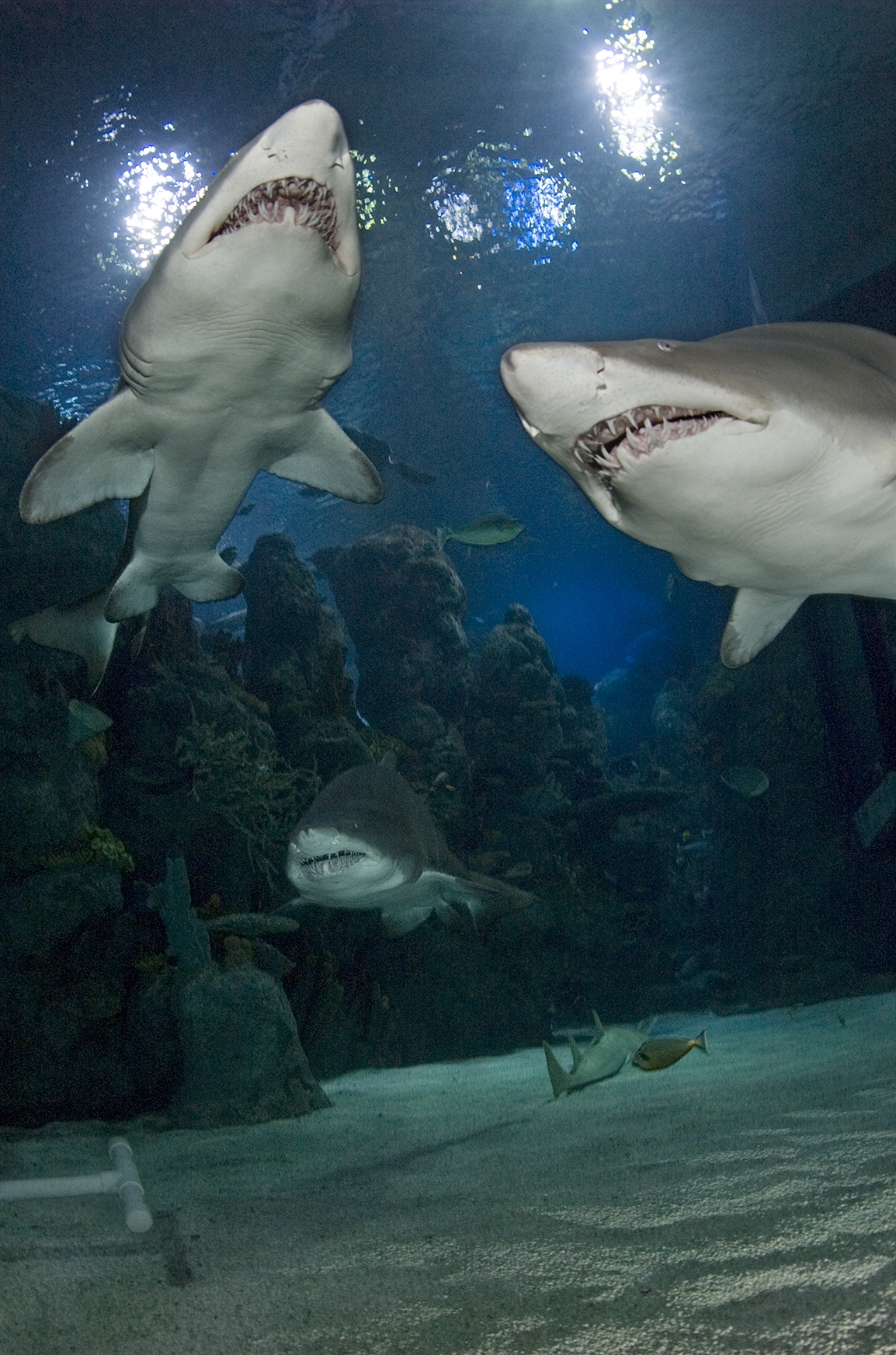 shark exhibit photo 12