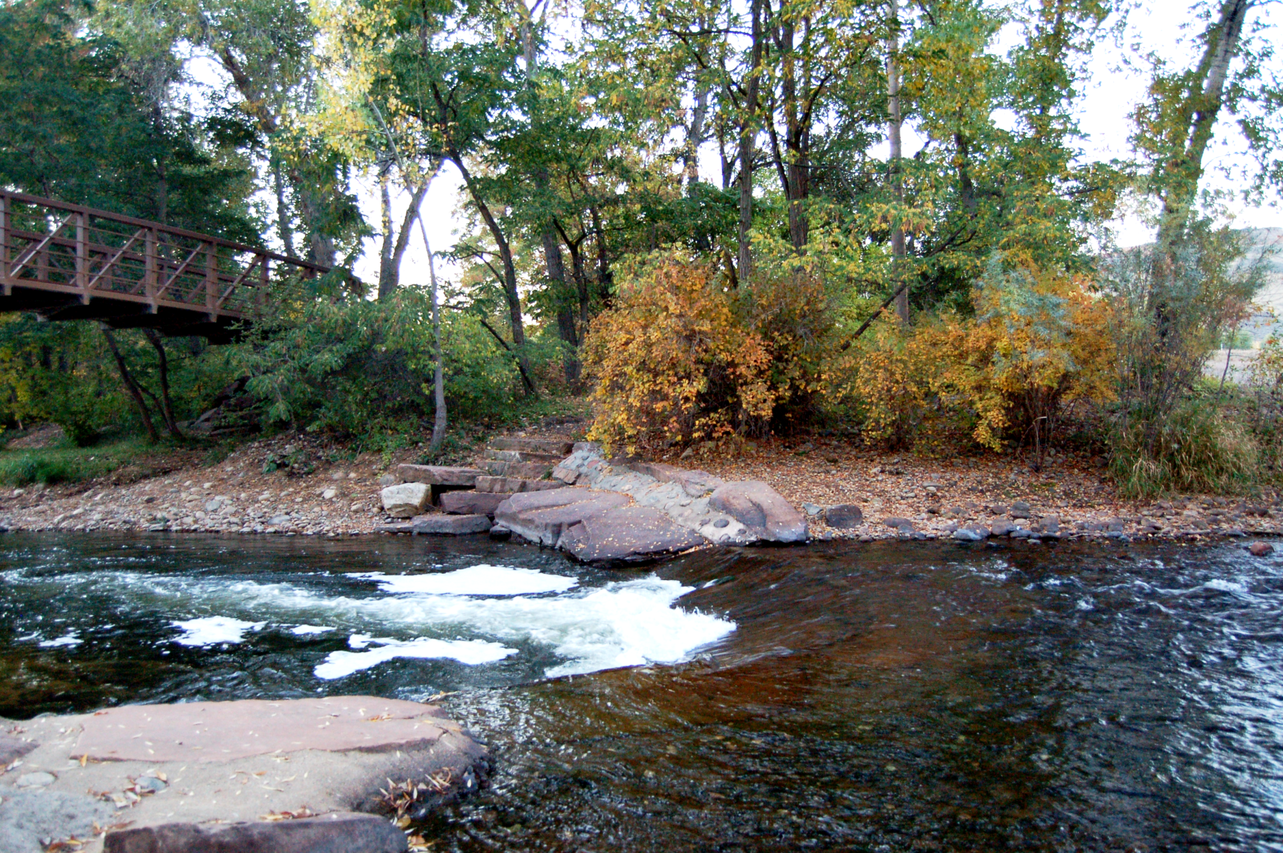 black bear hole photo