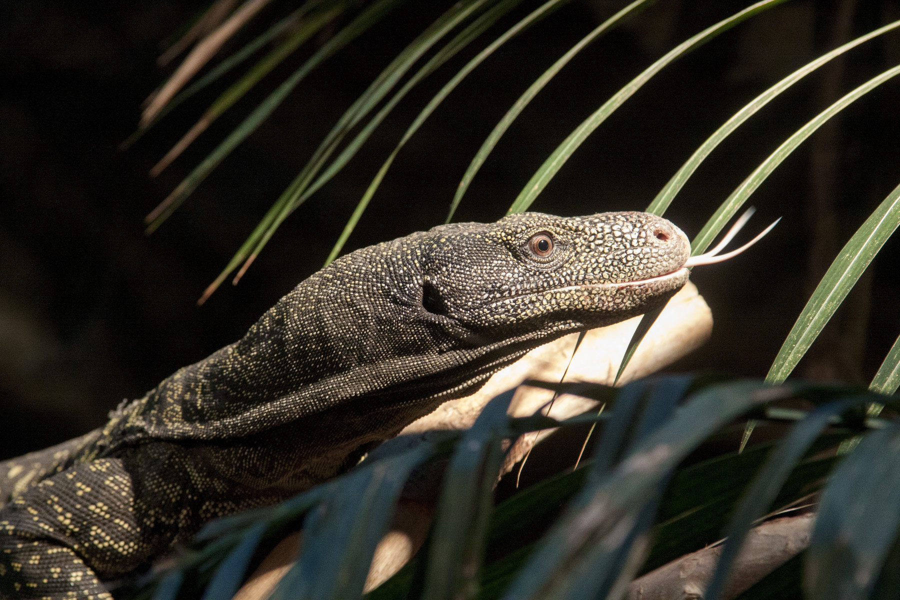 crocodile monitor photo 3