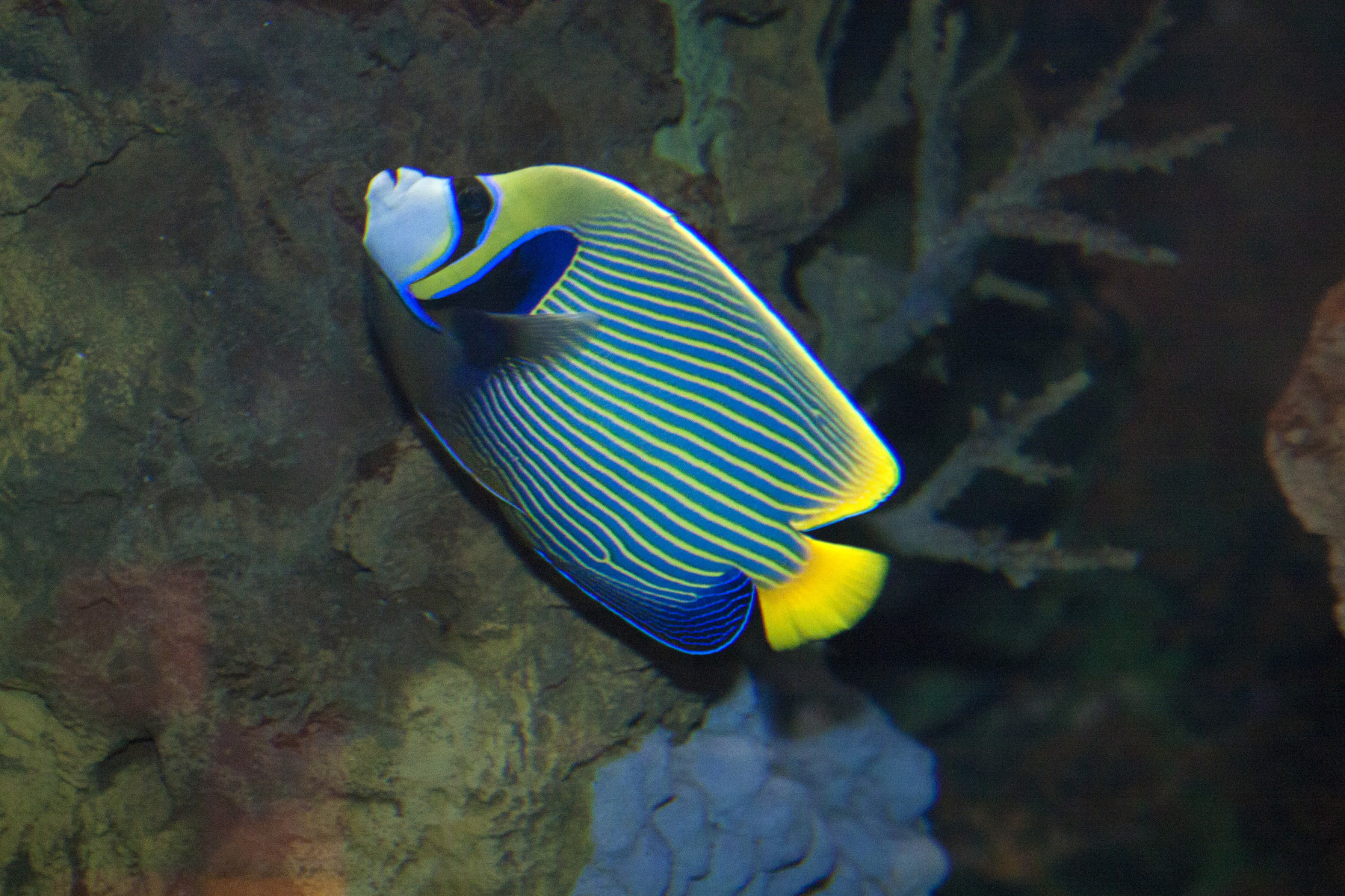 emperor angelfish photo 4