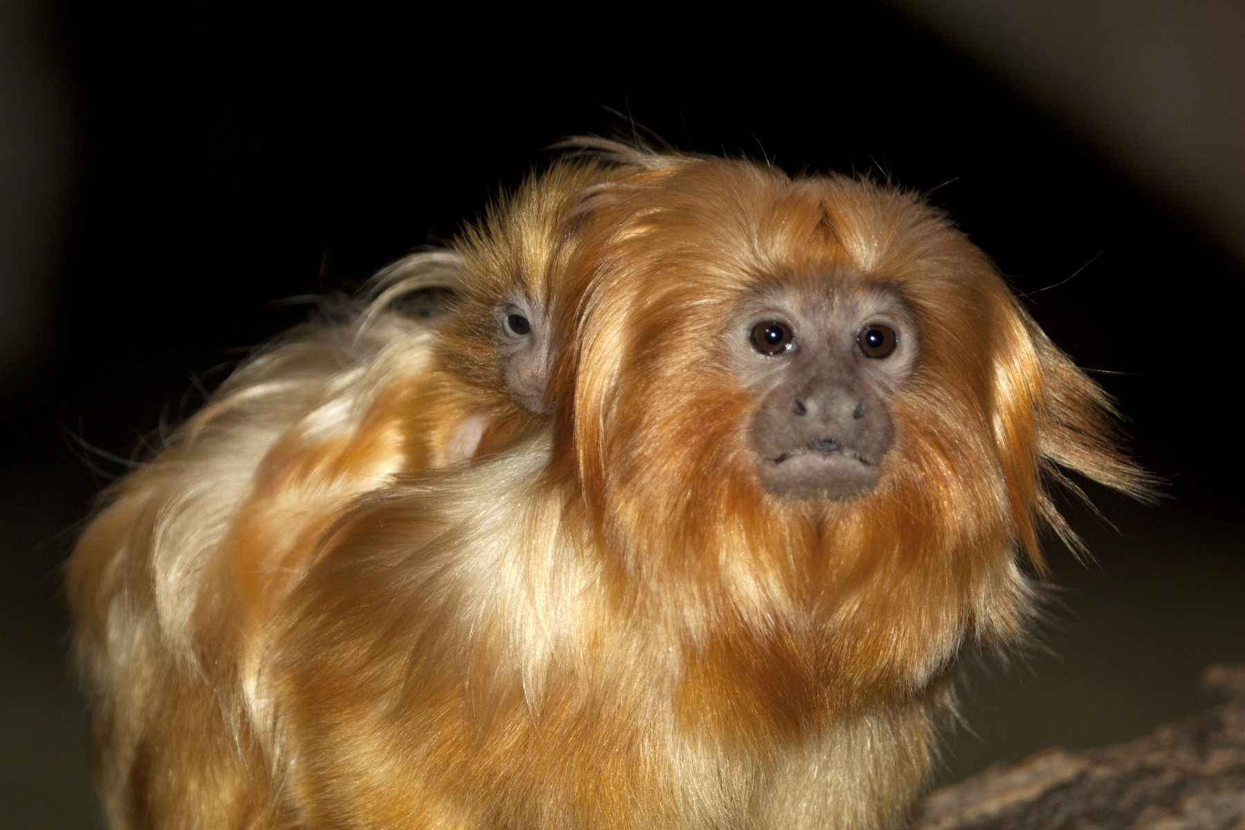 golden lion tamarin, dad with baby photo 6