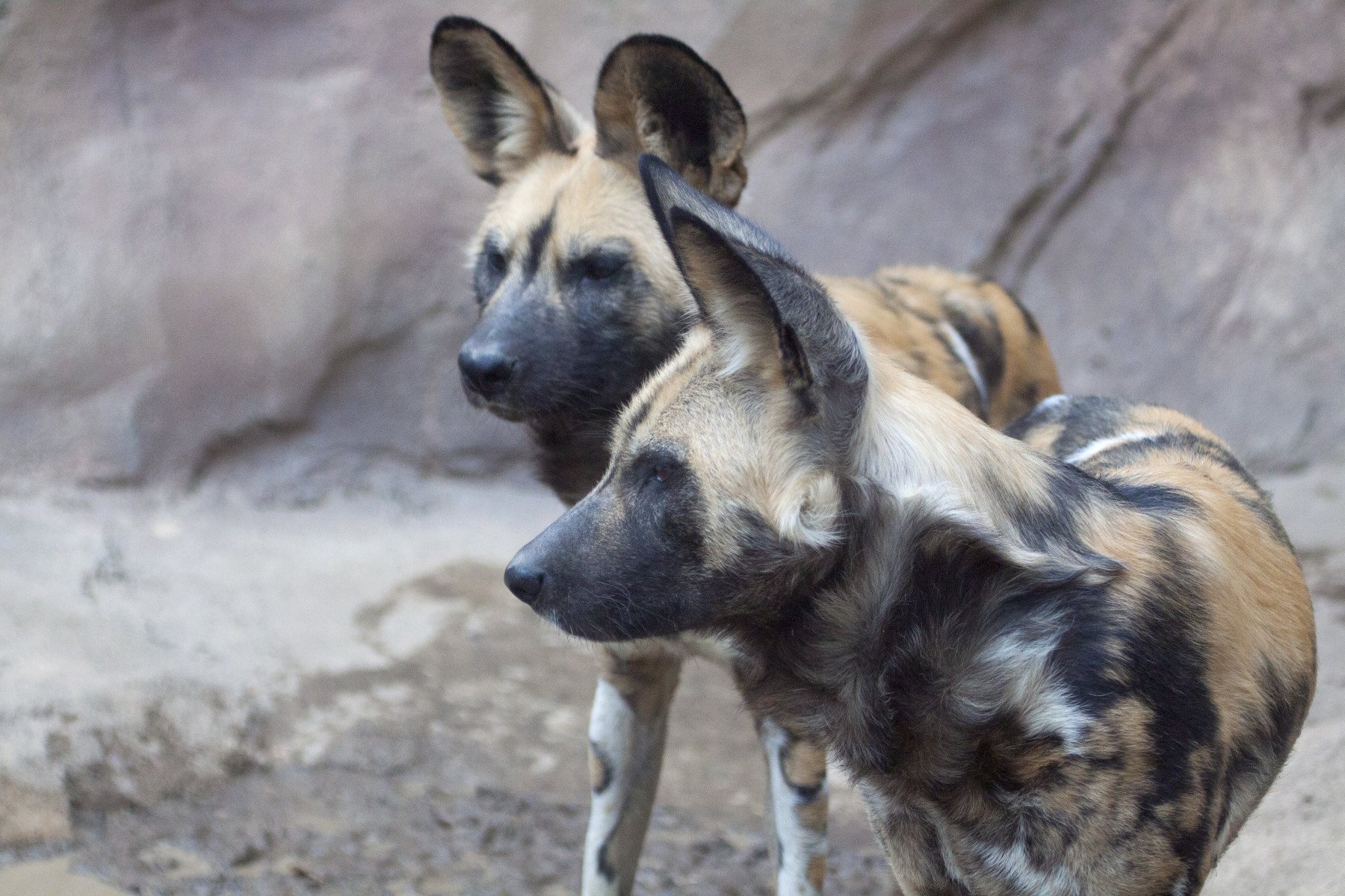 african wild dogs photo 8