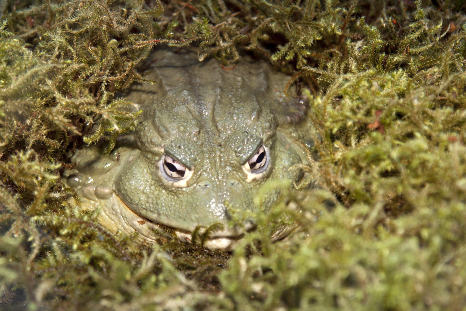 african bullfrog photo 9