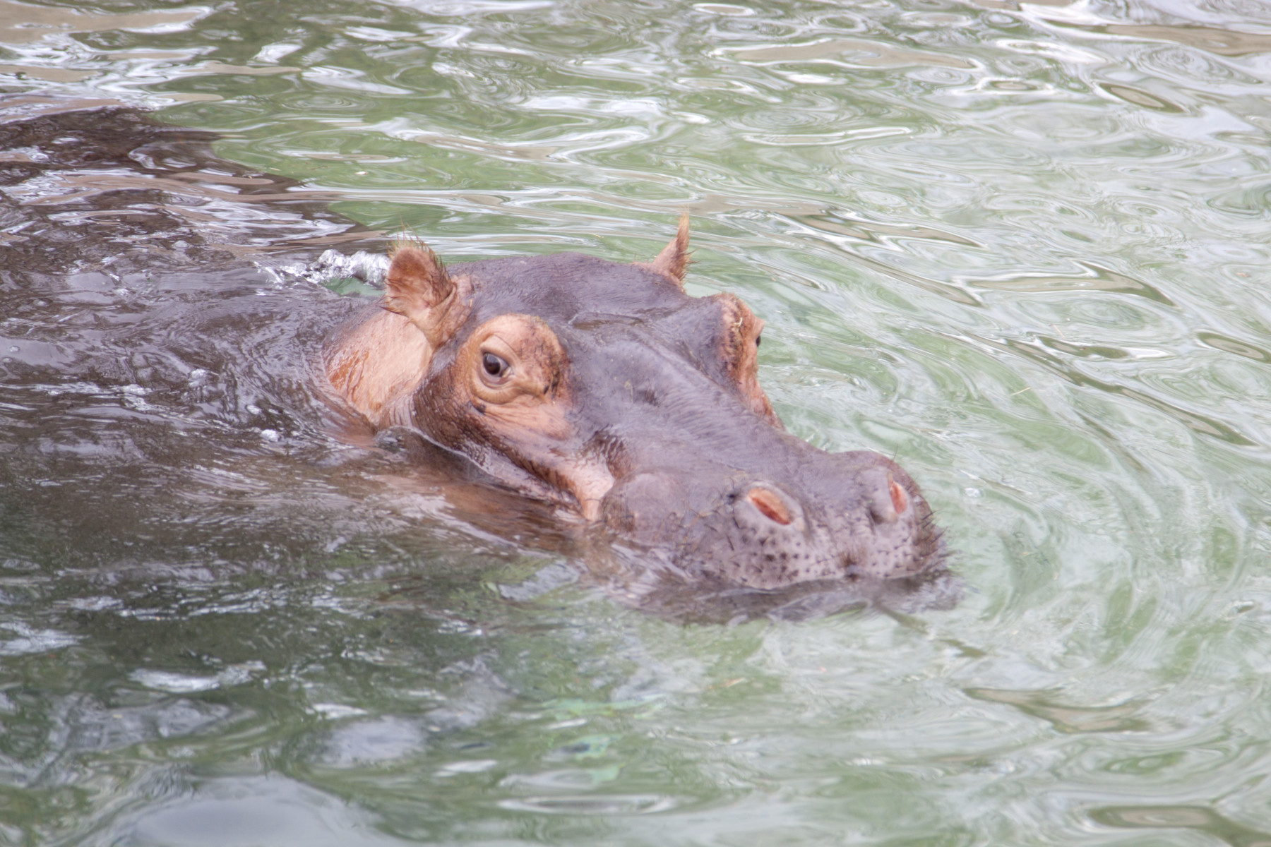 hippo photo 10