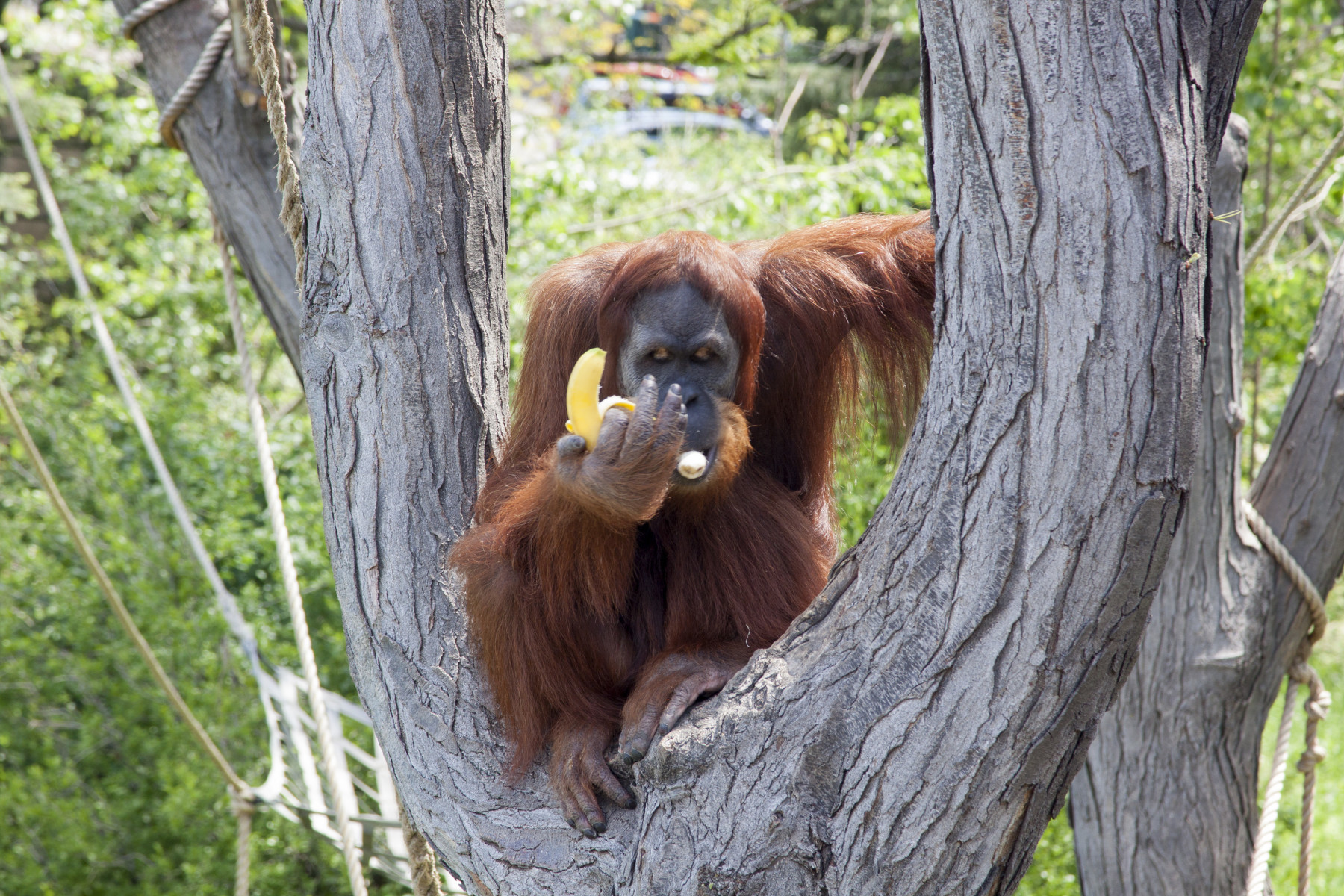 animal adventure: great apes encounter photo 18