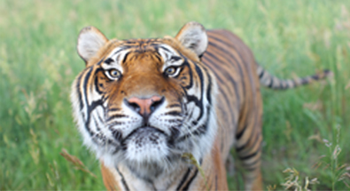 rescued tiger photo 3