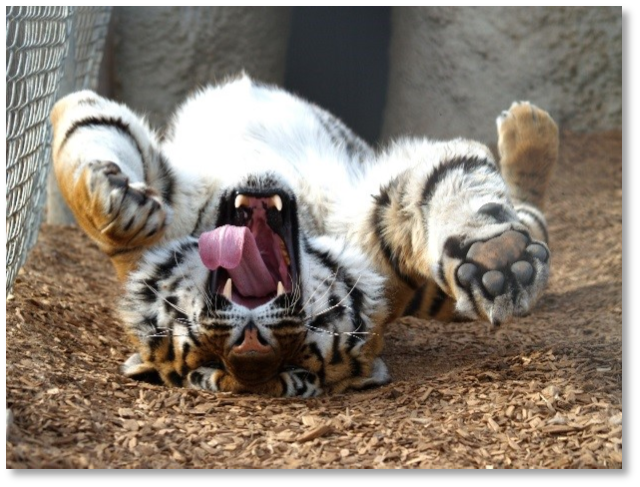 rescued tiger photo 17