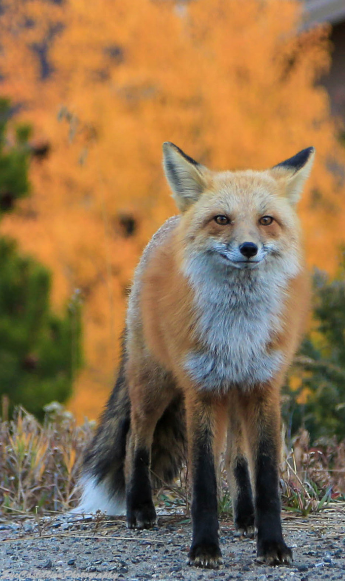colorado wildlife balloon rides photo 11