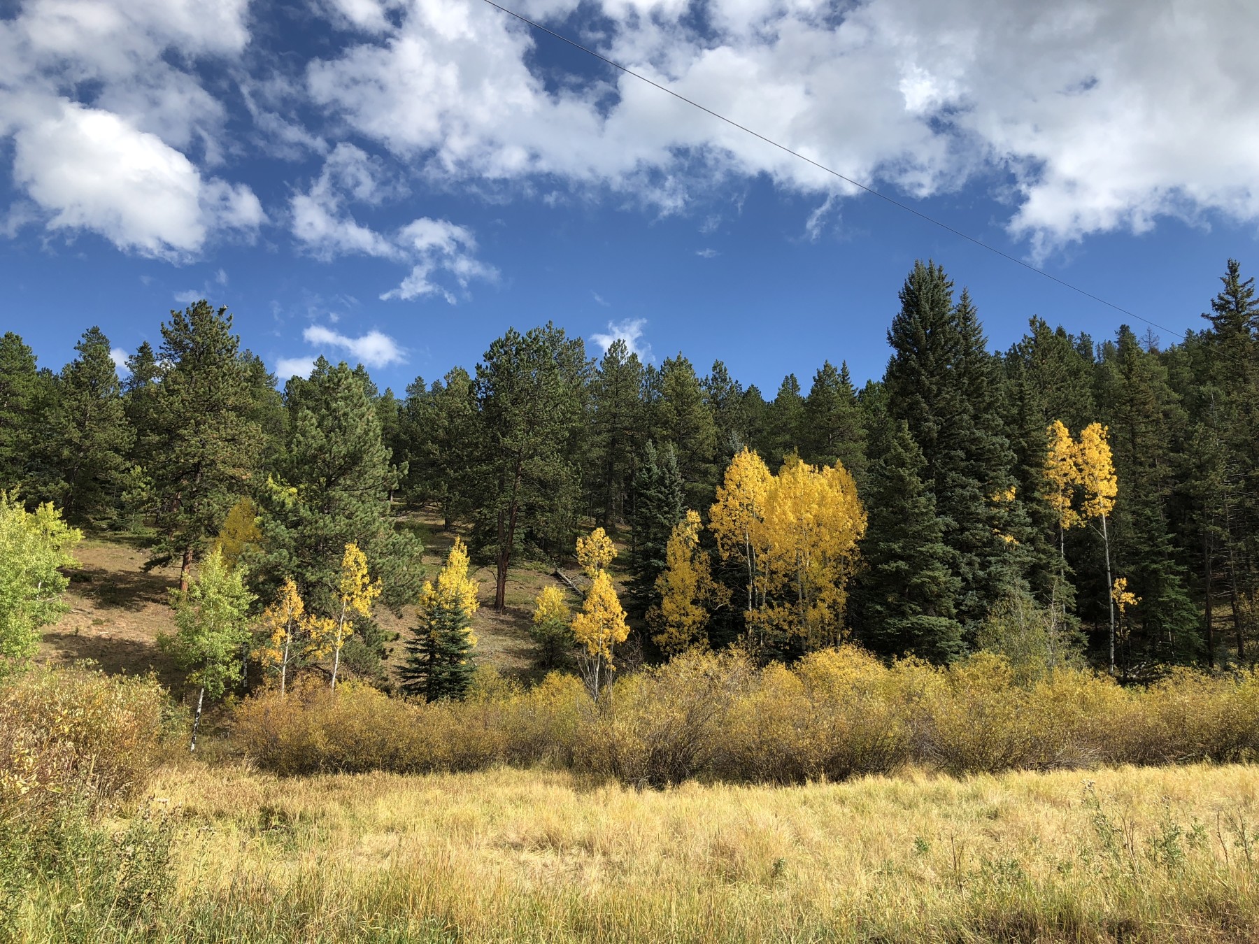 see the aspens! photo 8